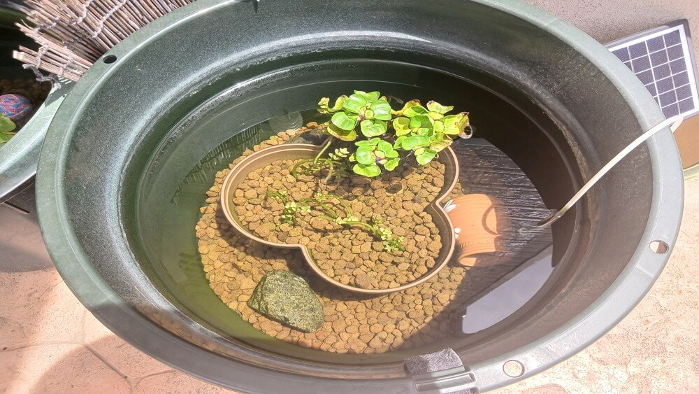 メダカ水槽に水草を追加１