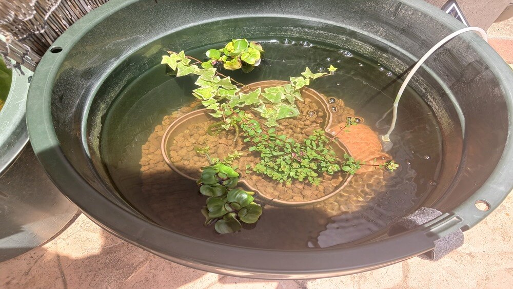 メダカ水槽に水草を追加５